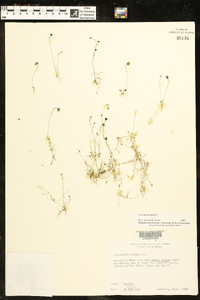 Utricularia gibba image