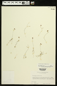 Utricularia striata image