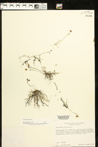 Utricularia gibba image