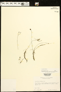 Utricularia gibba image