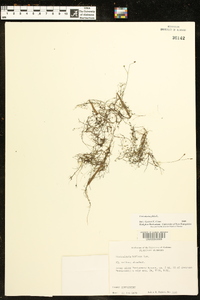 Utricularia gibba image