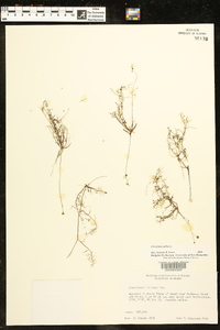 Utricularia gibba image