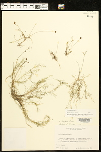 Utricularia gibba image