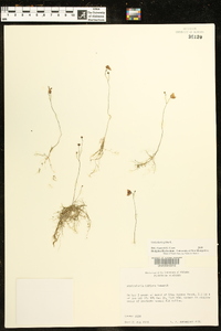 Utricularia gibba image