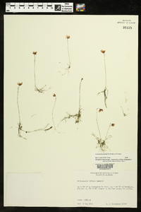 Utricularia striata image