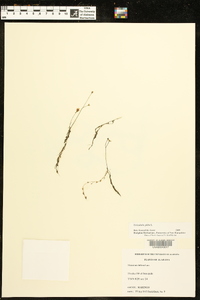 Utricularia gibba image