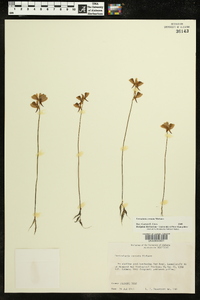 Utricularia cornuta image