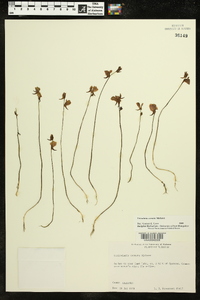 Utricularia cornuta image