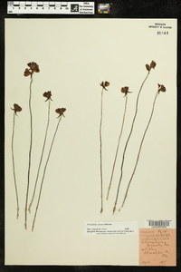 Utricularia cornuta image