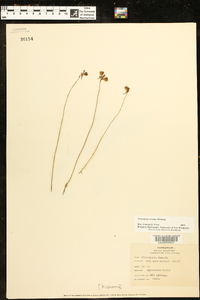 Utricularia cornuta image