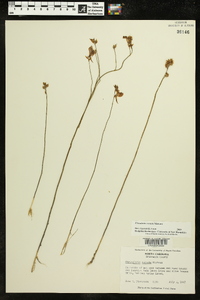 Utricularia cornuta image