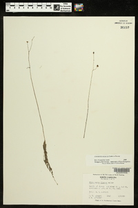 Utricularia striata image