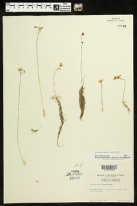 Utricularia striata image