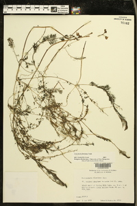 Utricularia floridana image