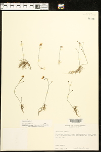 Utricularia gibba image