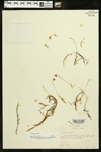 Utricularia gibba image