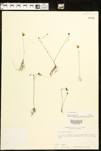 Utricularia gibba image