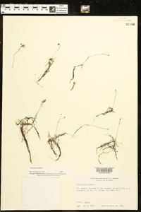 Utricularia gibba image