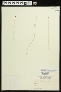 Utricularia subulata image