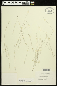 Utricularia subulata image