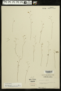 Utricularia subulata image