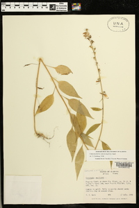 Campanulastrum americanum image