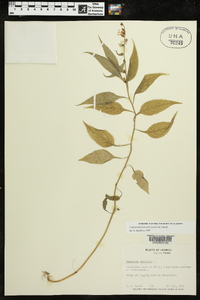 Campanulastrum americanum image