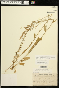 Lobelia appendiculata image