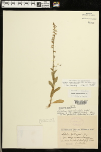 Lobelia appendiculata image