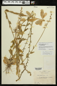 Lobelia appendiculata image