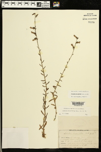 Lobelia brevifolia image