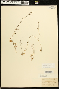 Lobelia feayana image