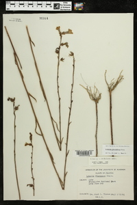 Lobelia glandulosa image