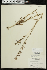 Lobelia glandulosa image