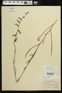 Lobelia glandulosa image