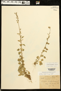 Lobelia homophylla image