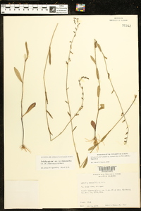 Lobelia spicata var. leptostachys image