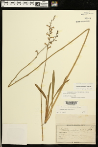 Lobelia floridana image