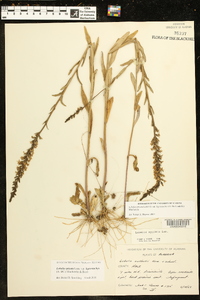 Lobelia spicata var. leptostachys image