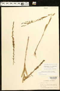 Lobelia spicata var. leptostachys image