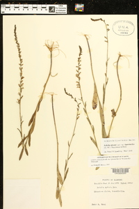 Lobelia spicata var. leptostachys image