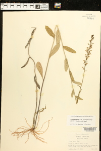 Lobelia spicata var. leptostachys image