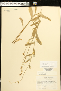 Lobelia spicata var. leptostachys image