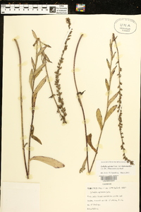 Lobelia spicata var. leptostachys image