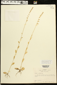 Lobelia appendiculata image