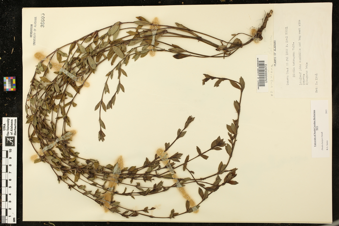 Diodia harperi image