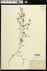 Galium obtusum image