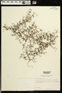 Galium obtusum image