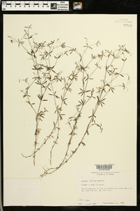 Galium obtusum image