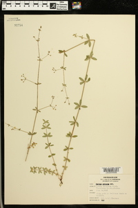 Galium pilosum image